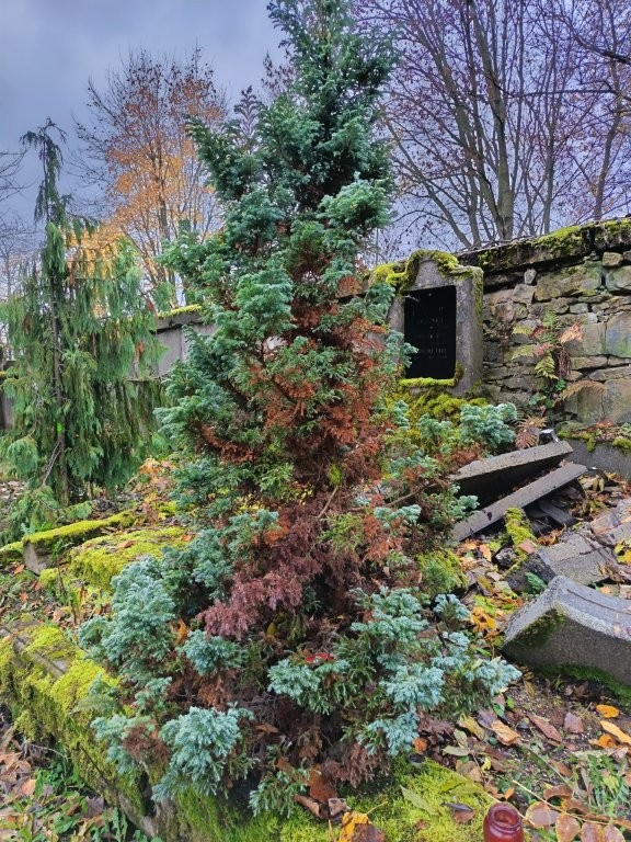 Kácení na&nbsp;hřbitově